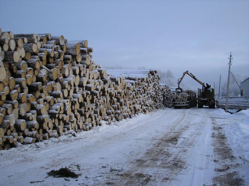 Начата заготовка зимнего леса.